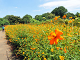 砧公園