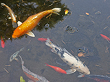 大宮公園