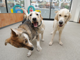 犬のようちえん駒沢公園教室