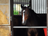 東京競馬場